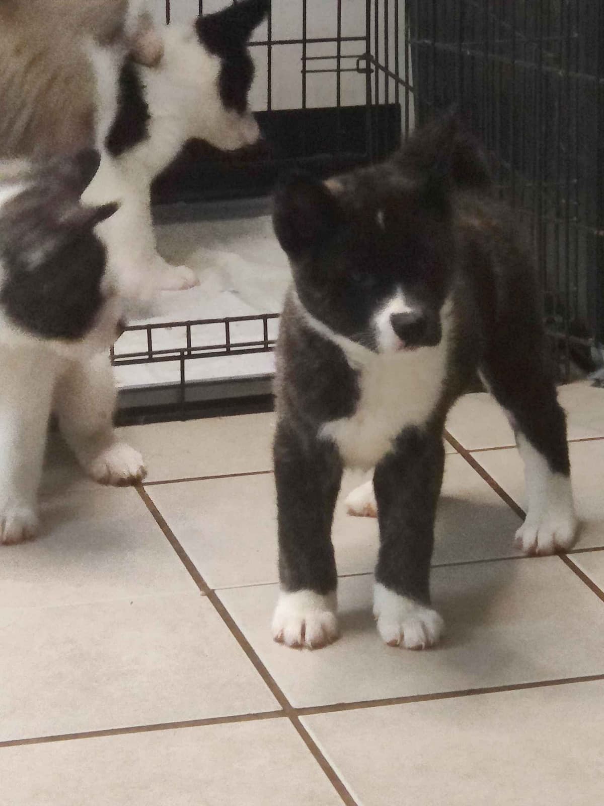 Akita Puppies breeder image 13