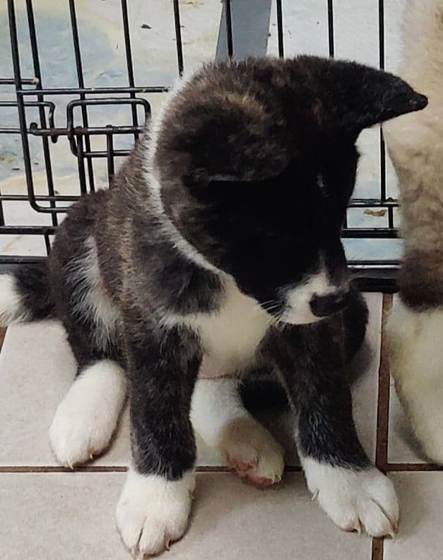 Akita Puppies media 9