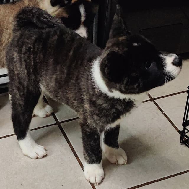 Akita Puppies media 8