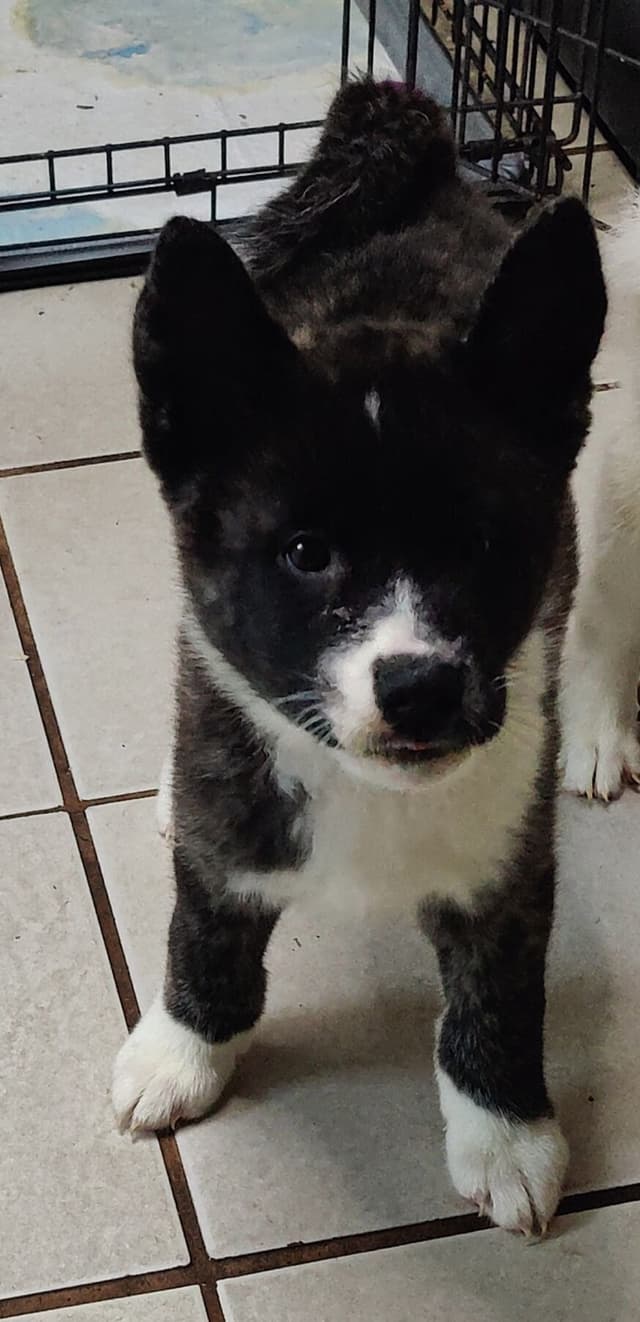 Akita Puppies media 13