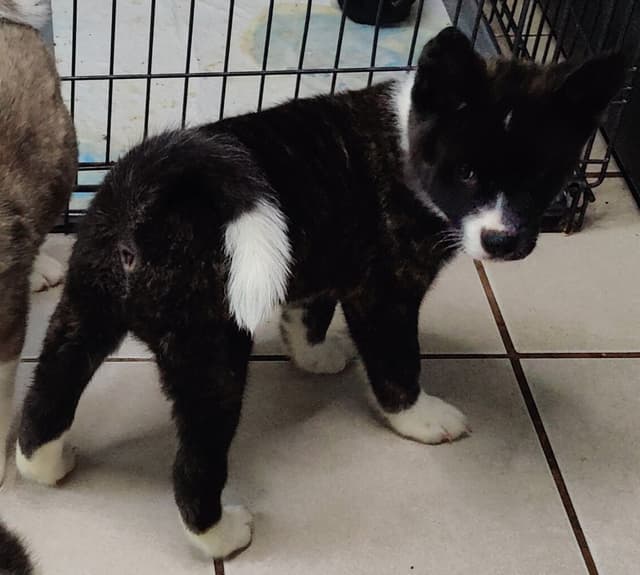Akita Puppies media 10