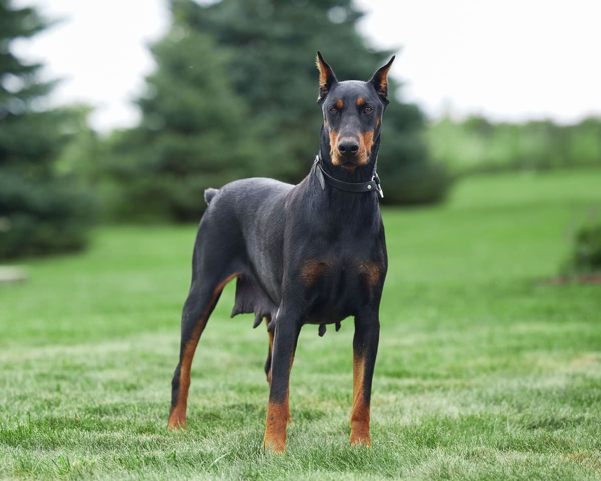 Doberman Pinscher Puppies breeder image 1
