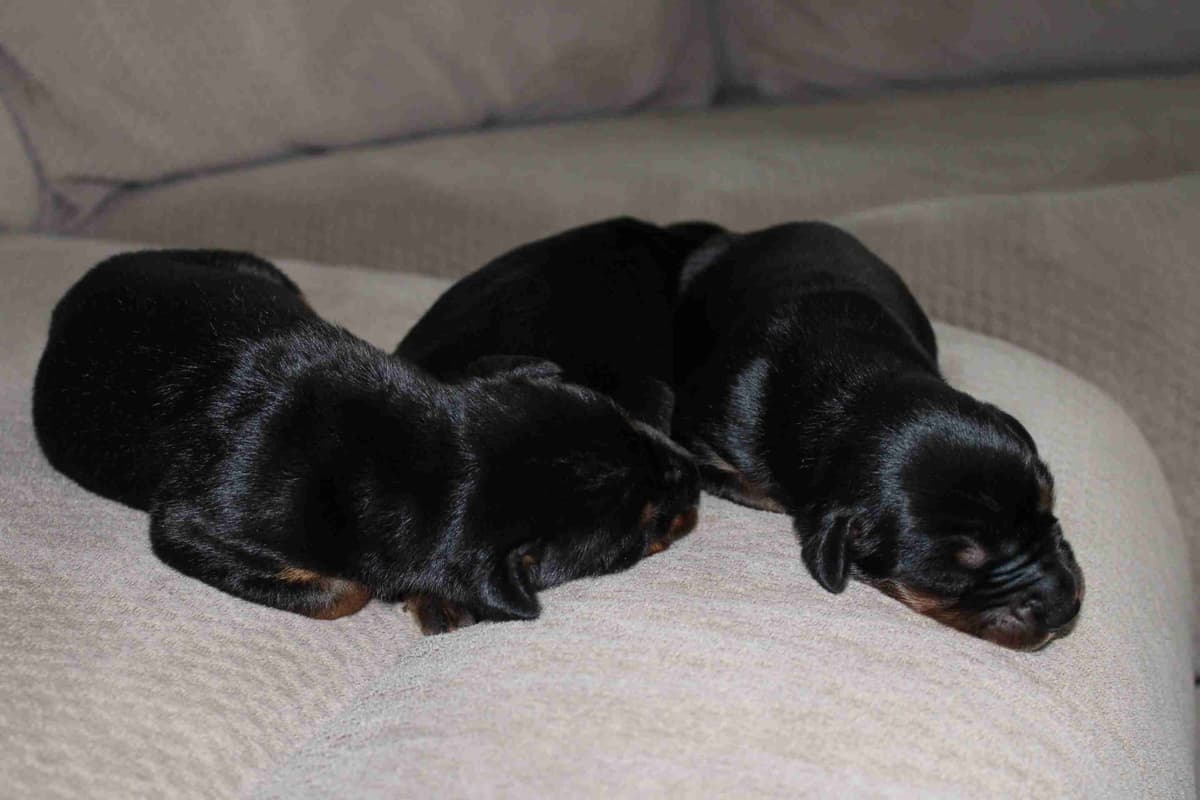 Doberman Pinscher Puppies breeder image 2