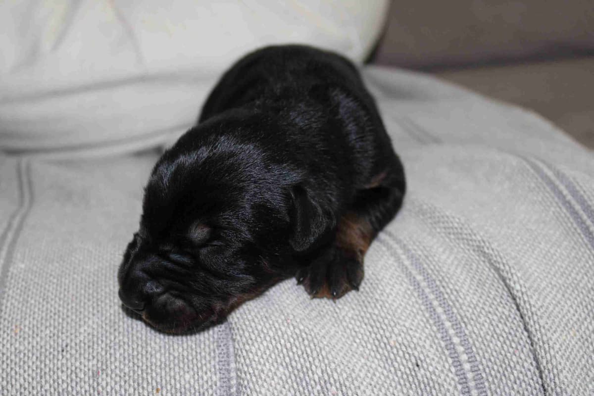 Doberman Pinscher Puppies breeder image 3
