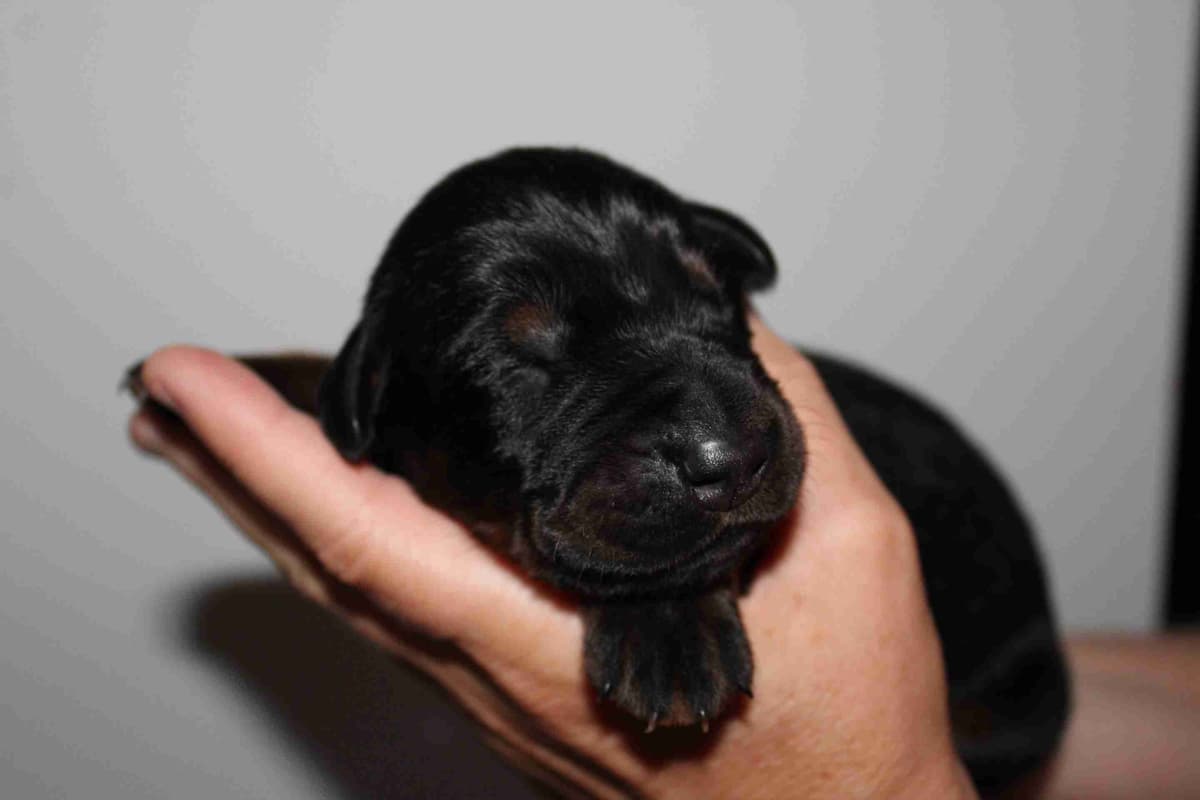 Doberman Pinscher Puppies breeder image 5