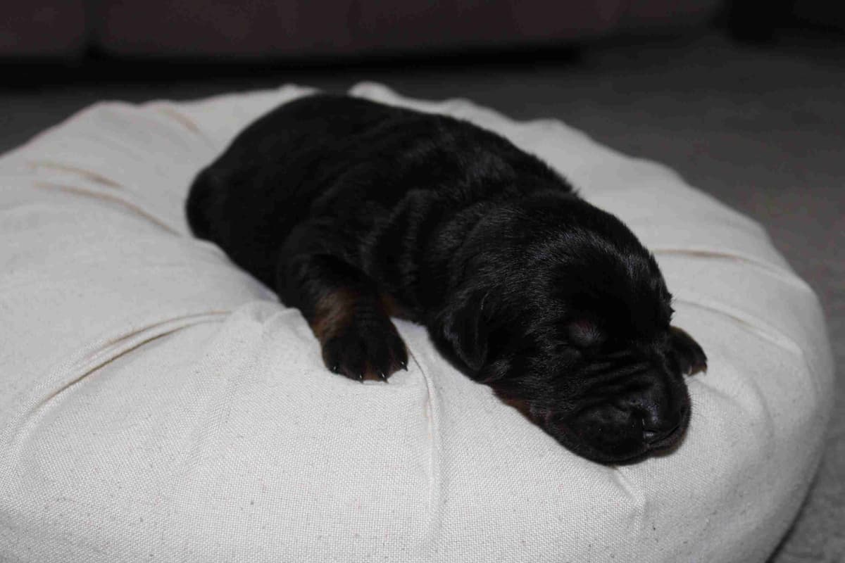 Doberman Pinscher Puppies breeder image 6