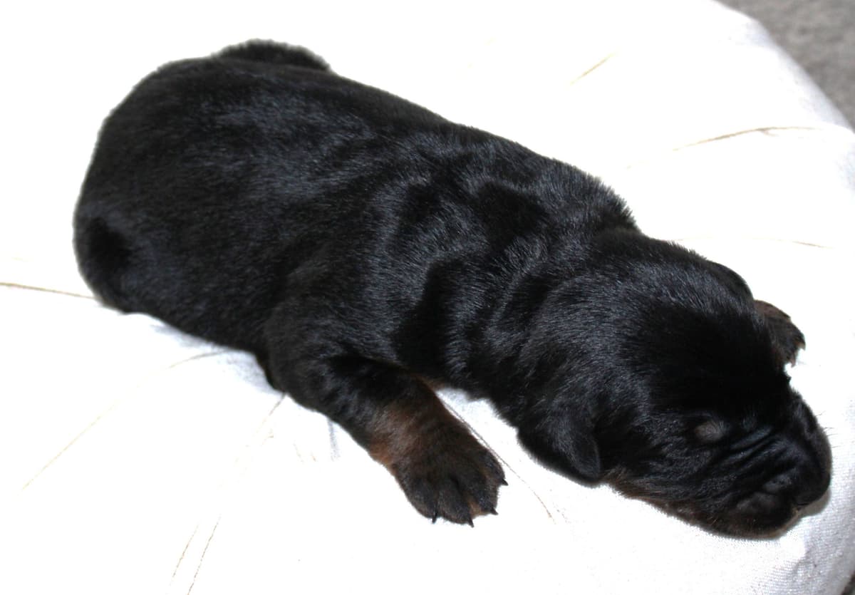 Doberman Pinscher Puppies breeder image 7