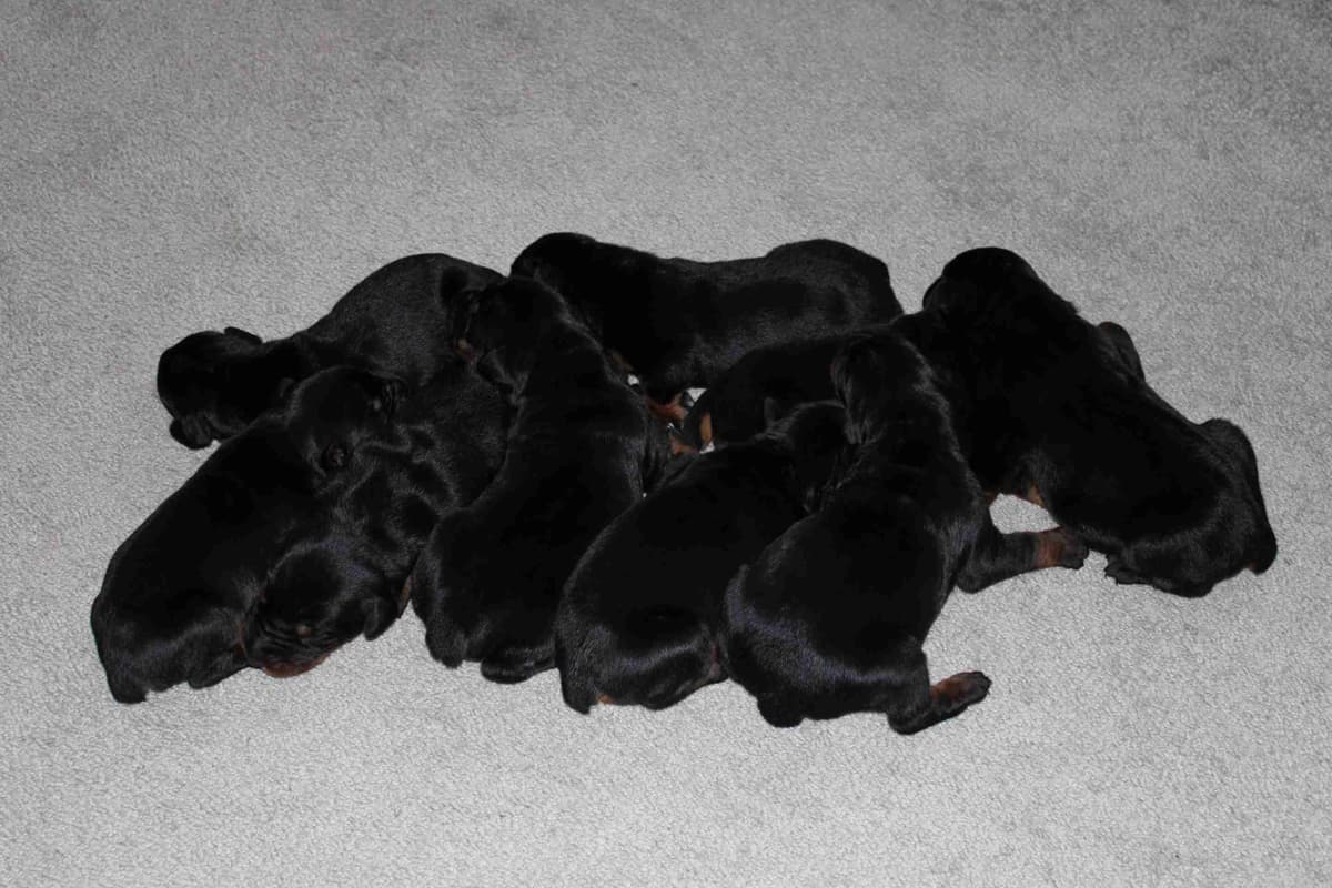 Doberman Pinscher Puppies breeder image 8