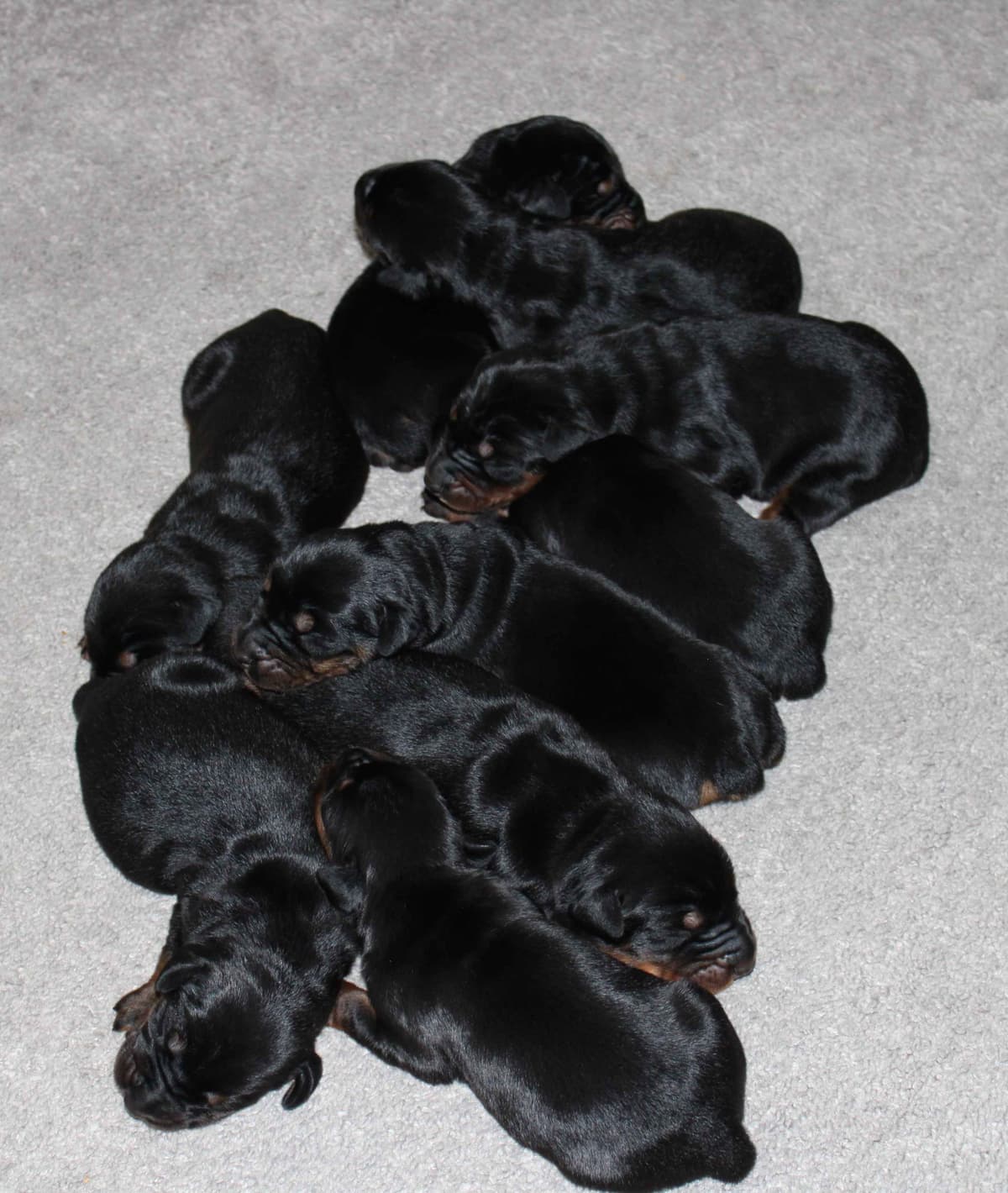 Doberman Pinscher Puppies breeder image 9