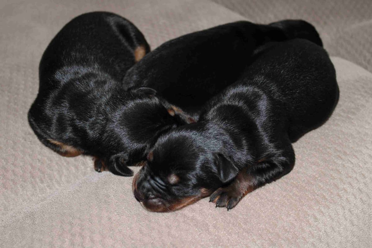 Doberman Pinscher Puppies breeder image 10