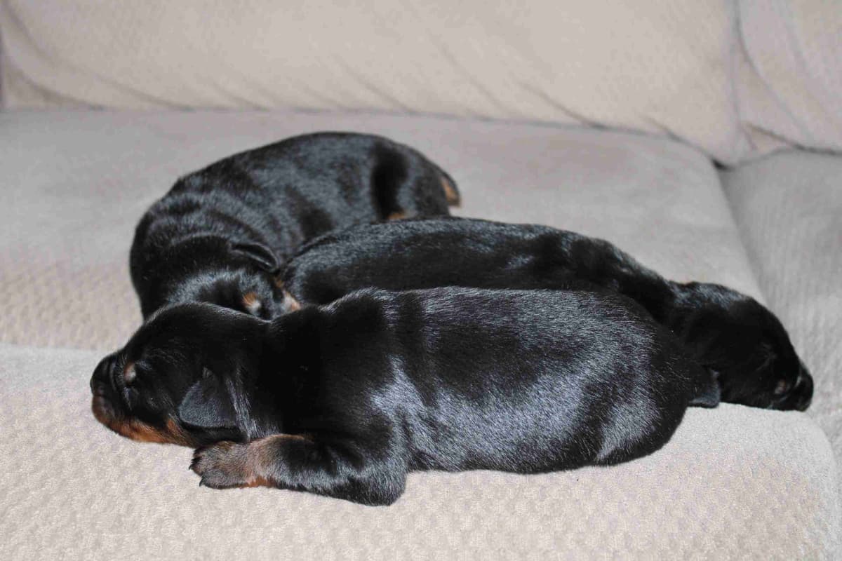 Doberman Pinscher Puppies breeder image 11
