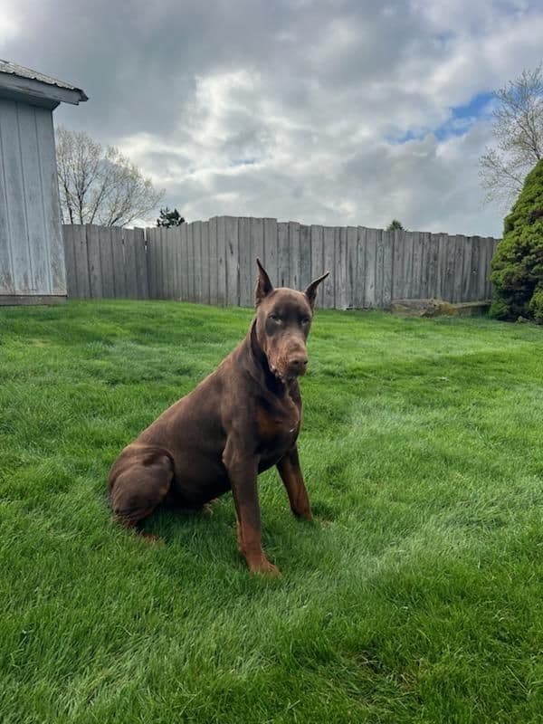 Doberman Pinscher Puppies breeder image 13