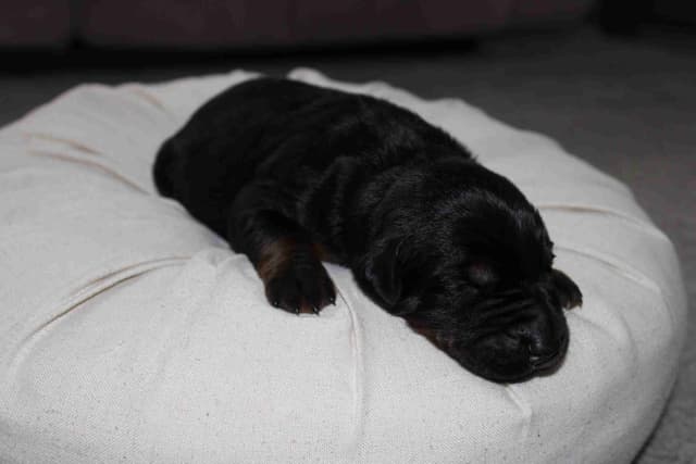 Doberman Pinscher Puppies media 2