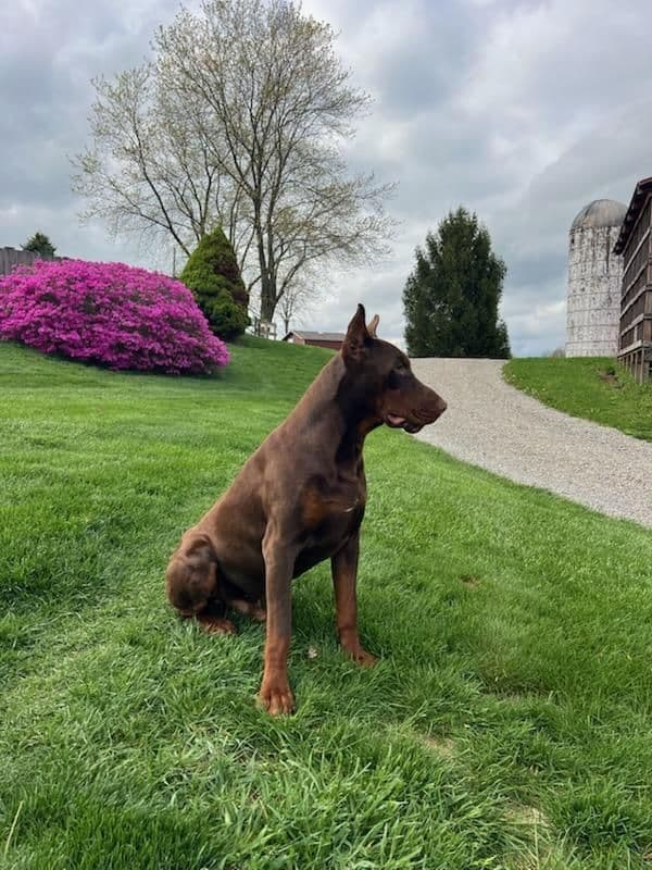 Doberman Pinscher Puppies media 3