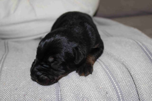 Doberman Pinscher Puppies media 4