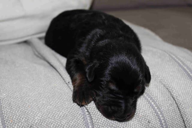 Doberman Pinscher Puppies media 6