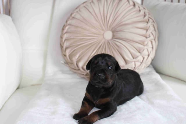 Doberman Pinscher Puppies media 7