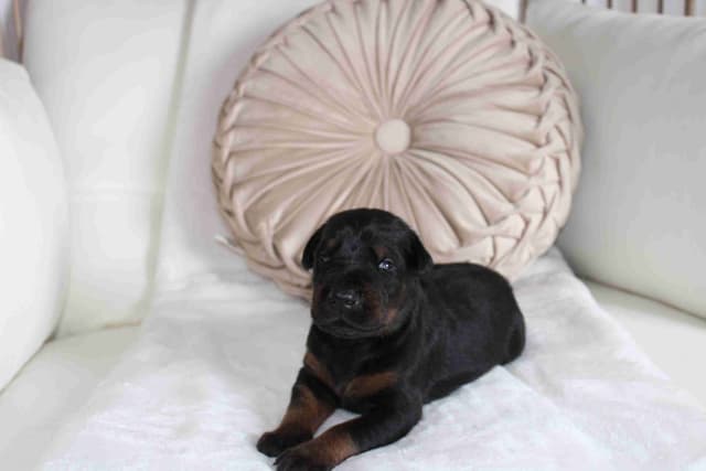 Doberman Pinscher Puppies media 8