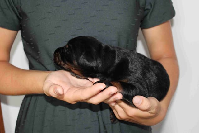 Doberman Pinscher Puppies media 9
