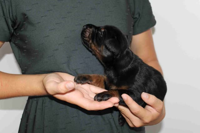 Doberman Pinscher Puppies media 10