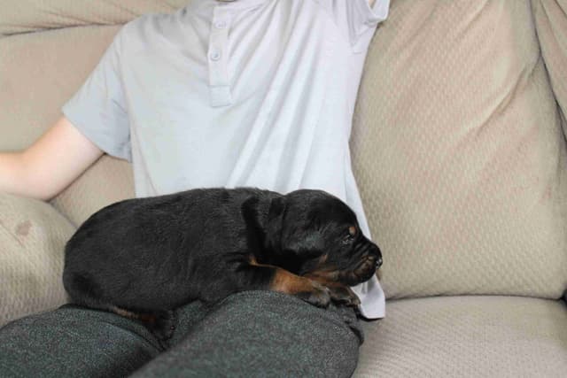 Doberman Pinscher Puppies media 11