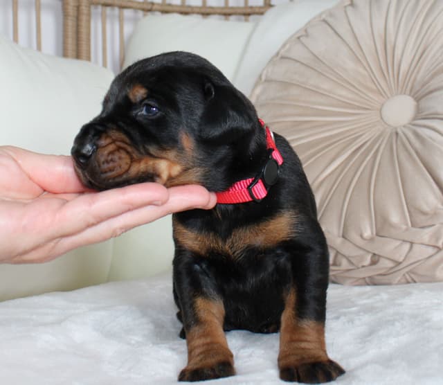 Doberman Pinscher Puppies media 12