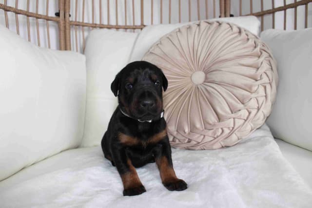 Doberman Pinscher Puppies media 13