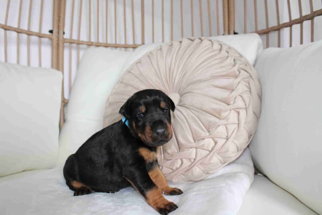 Doberman Pinscher Puppies media 14