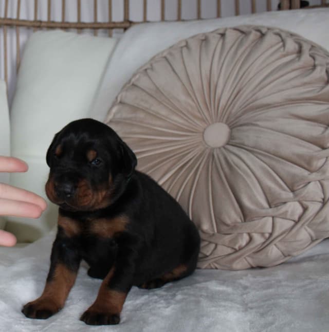Doberman Pinscher Puppies media 15