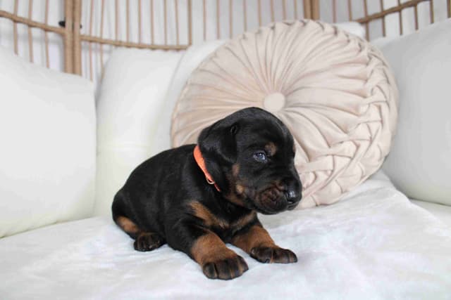 Doberman Pinscher Puppies media 16