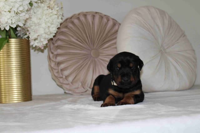 Doberman Pinscher Puppies media 17