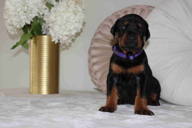 Doberman Pinscher Puppies media 18