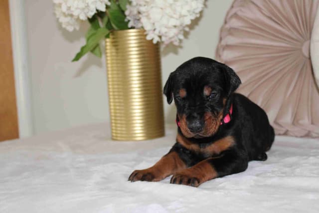 Doberman Pinscher Puppies media 19