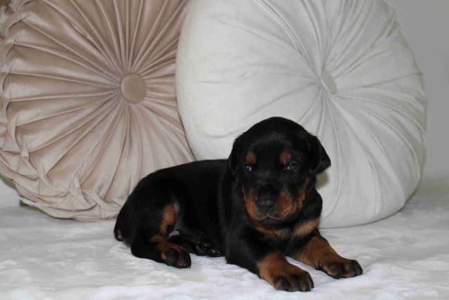 Doberman Pinscher Puppies media 20