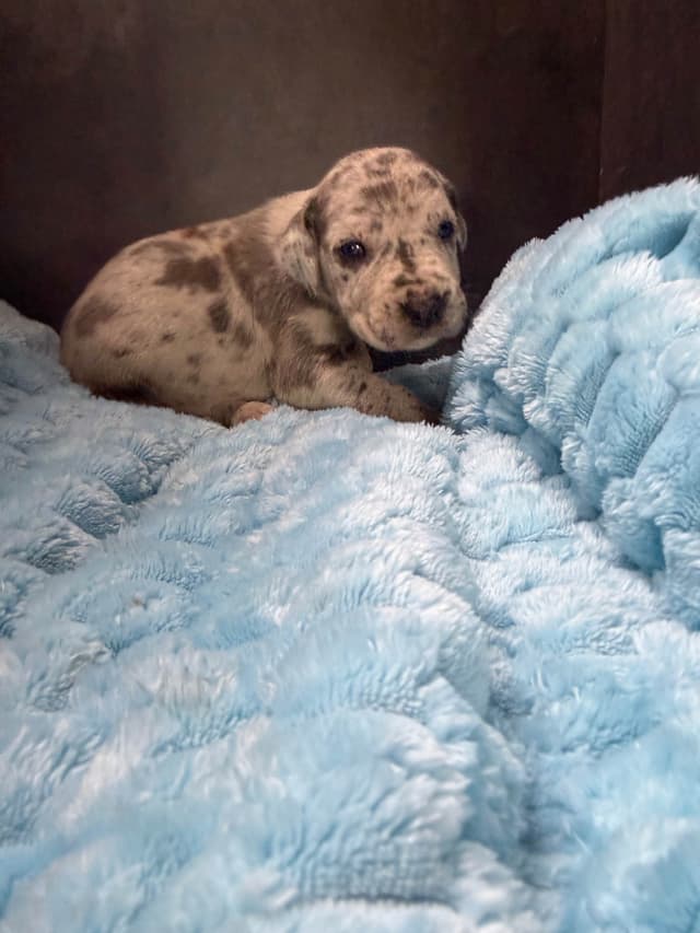 Great Dane Puppies media 3