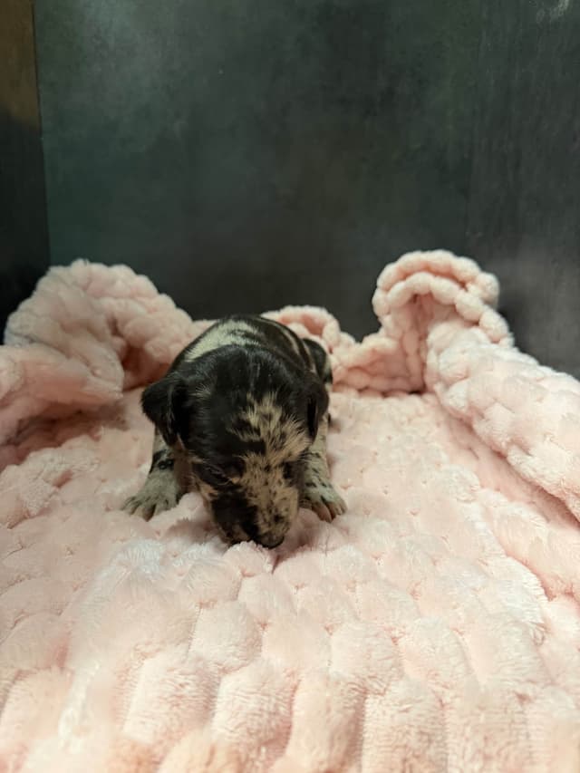 Great Dane Puppies media 6