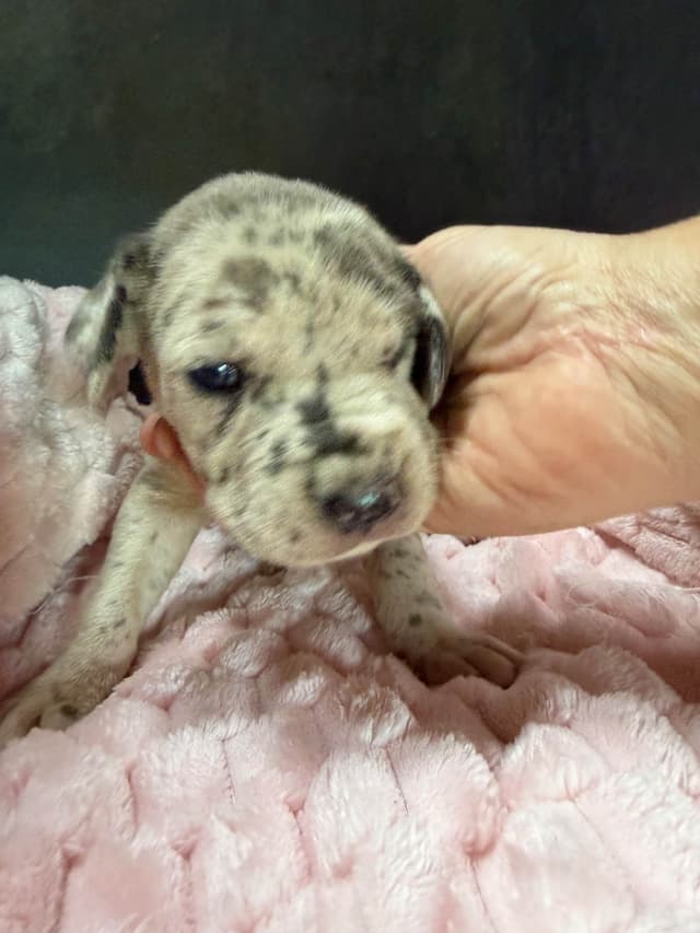 Great Dane Puppies media 8