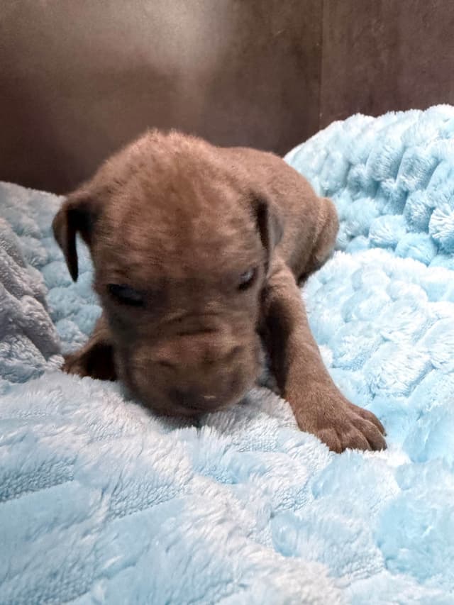 Great Dane Puppies media 5