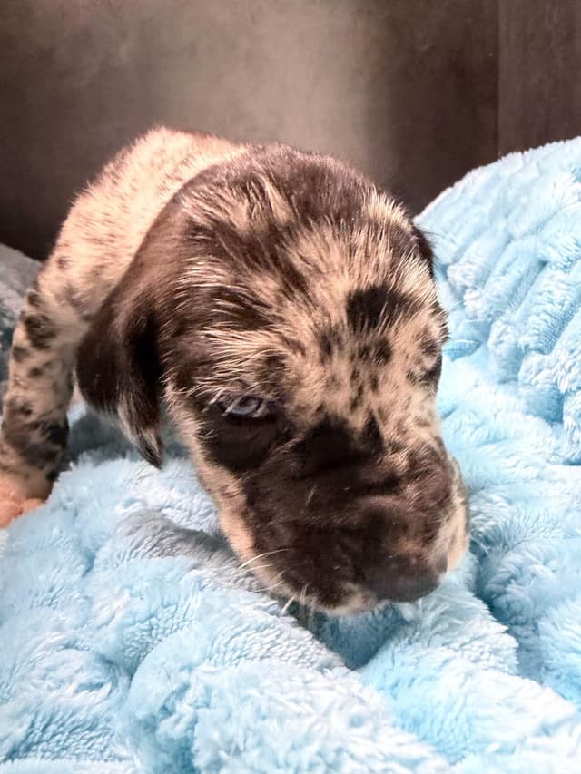 Great Dane Puppies media 7