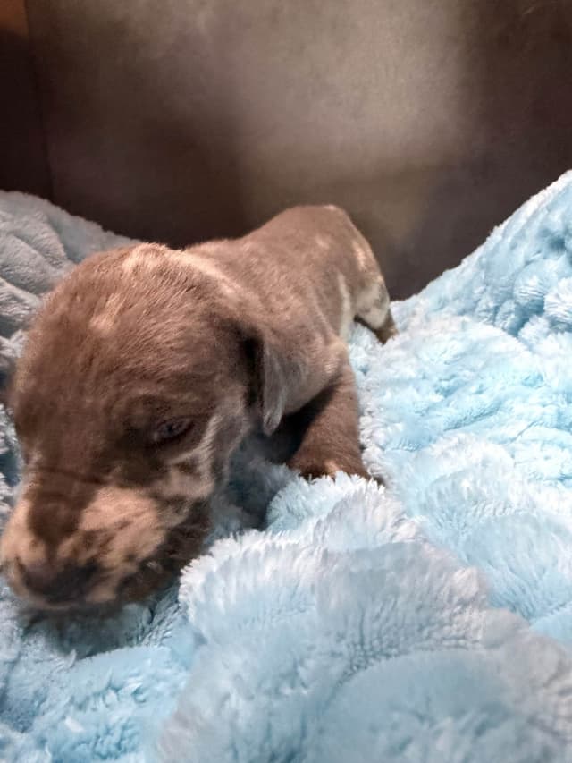 Great Dane Puppies media 9