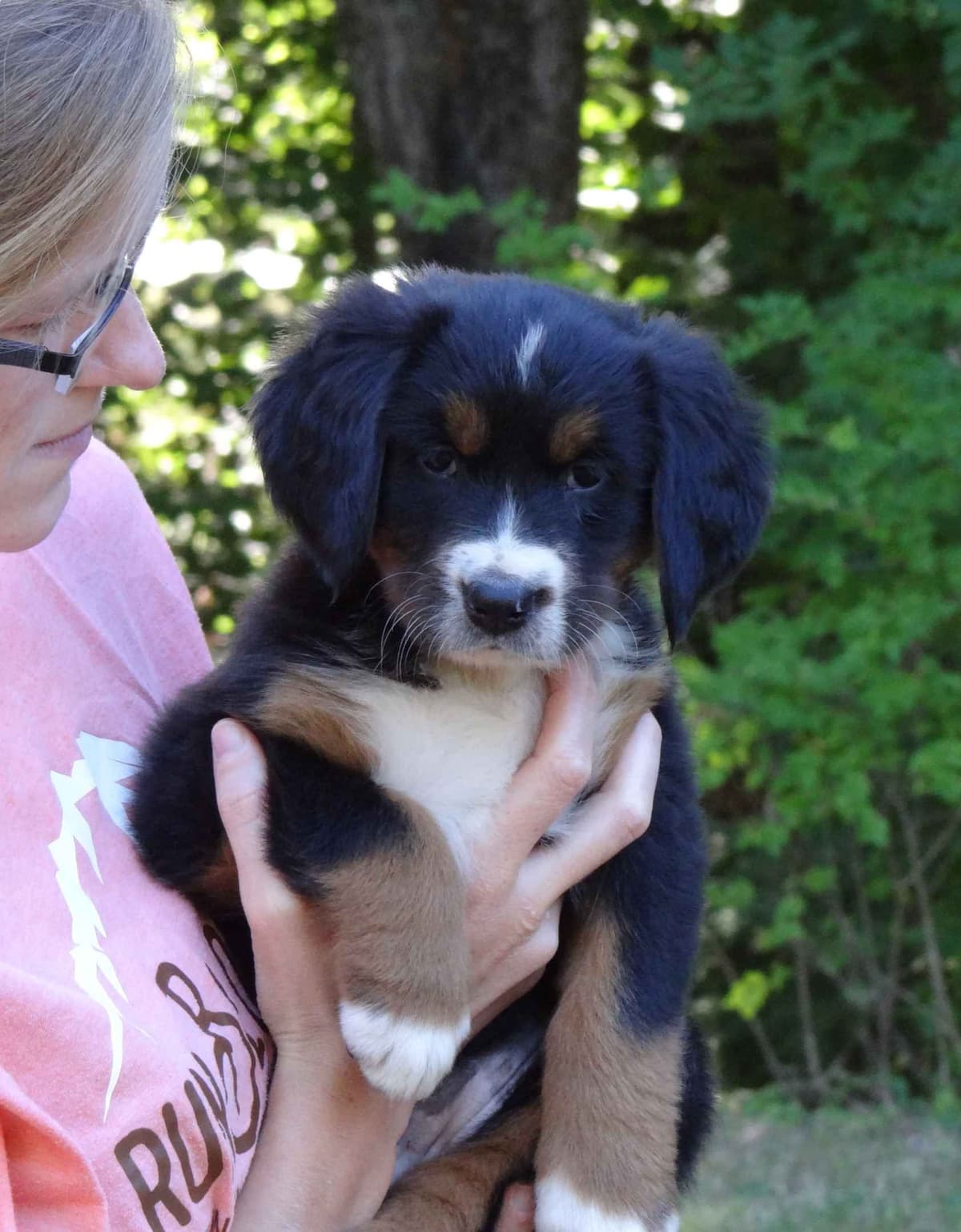 Bernese Mountain Dog Puppies breeder image 2