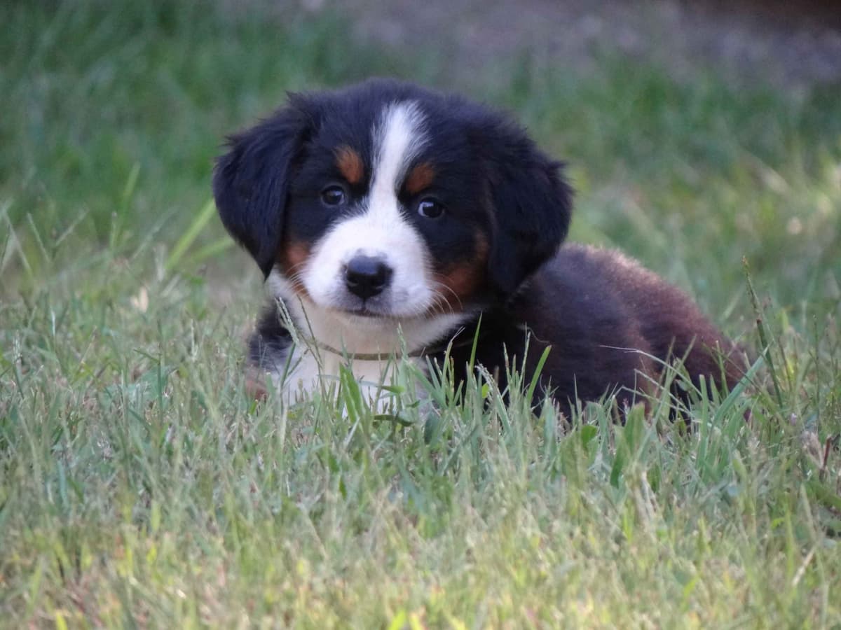 Bernese Mountain Dog Puppies breeder image 1