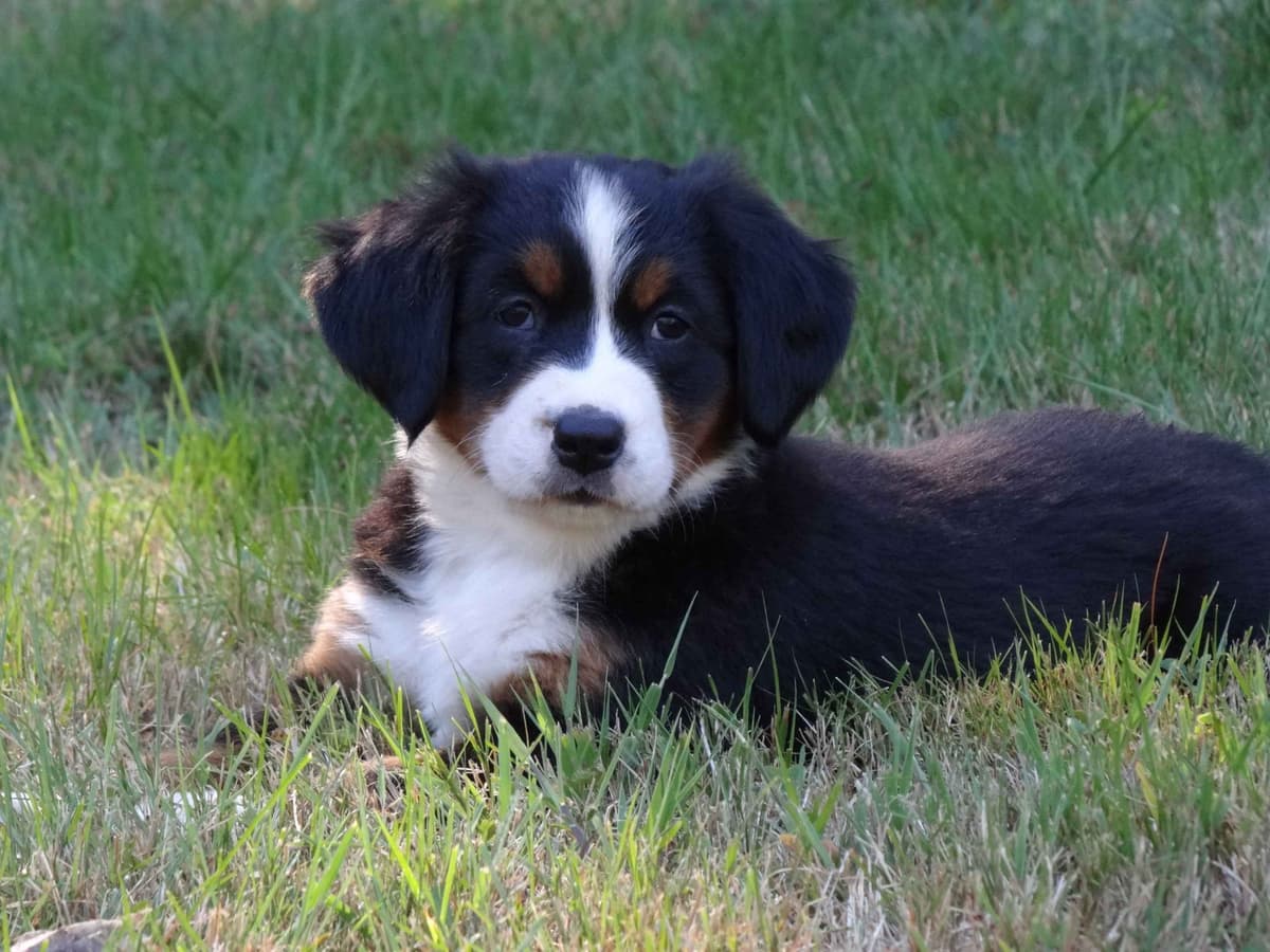 Bernese Mountain Dog Puppies breeder image 3
