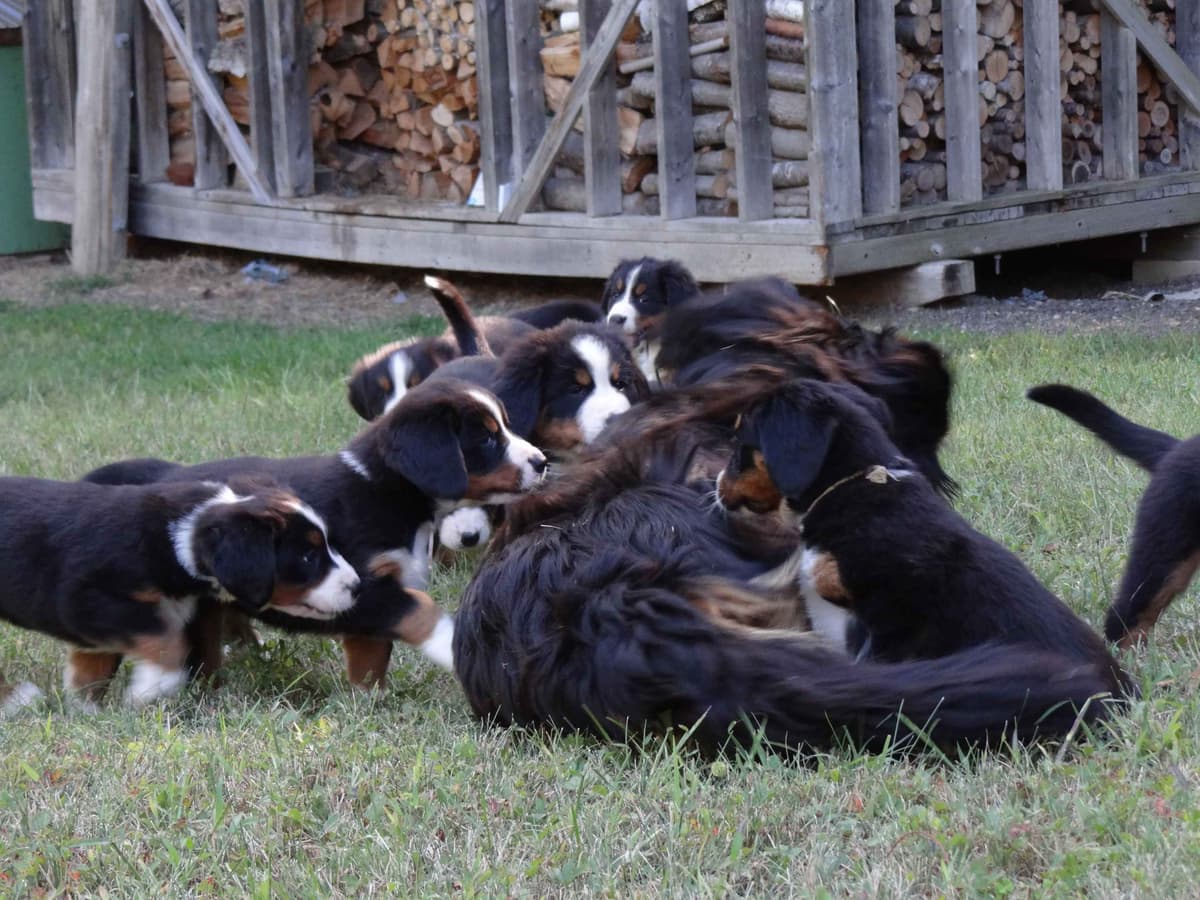 Bernese Mountain Dog Puppies breeder image 4