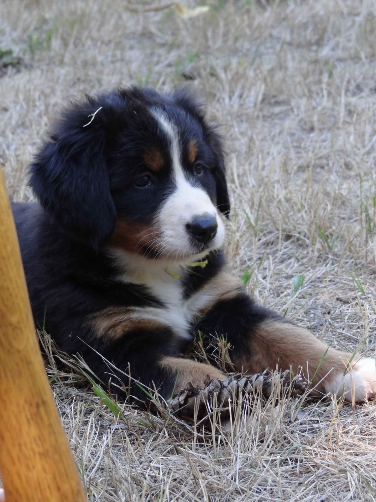 Bernese Mountain Dog Puppies breeder image 5
