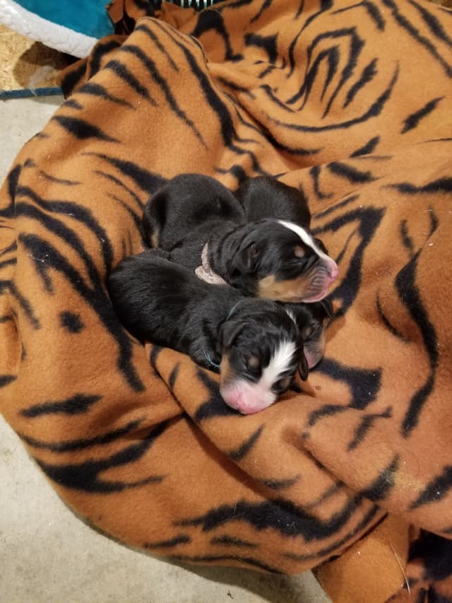 Bernese Mountain Dog Puppies media 3