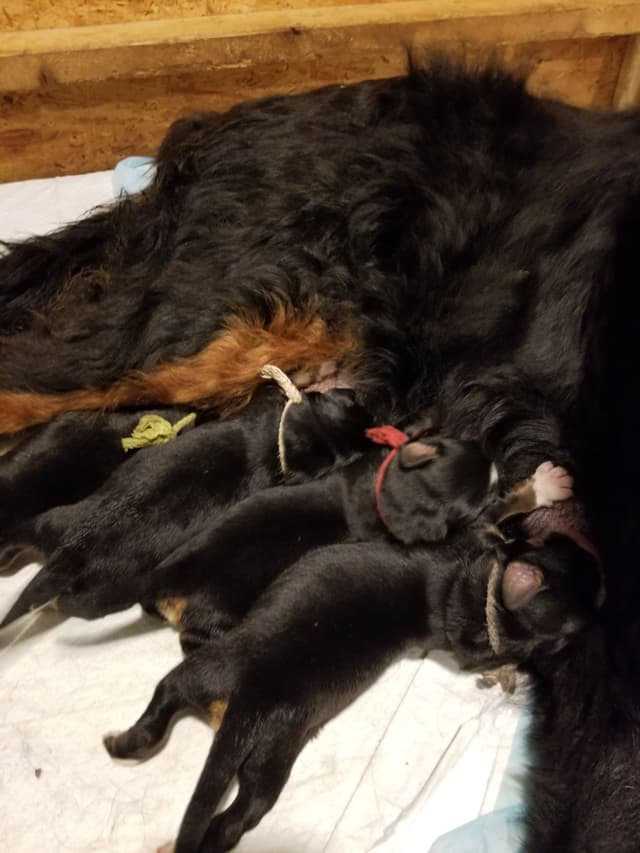 Bernese Mountain Dog Puppies media 2
