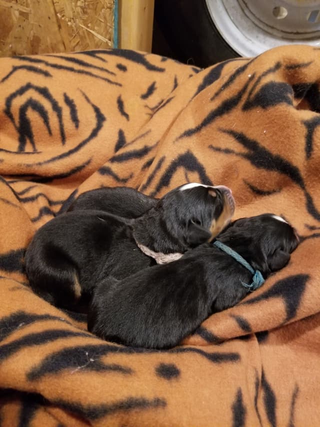 Bernese Mountain Dog Puppies media 4