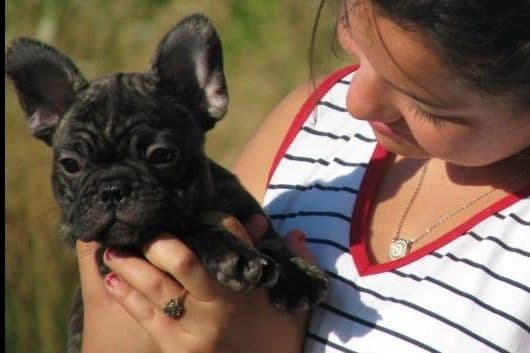 BlueGrass Frenchies: Lilac and blue males + 1 cream female breeder image 12