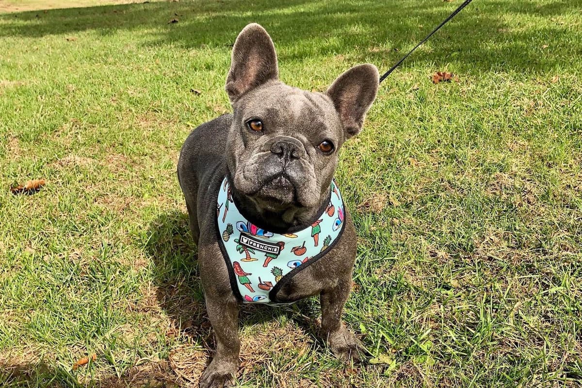 BlueGrass Frenchies: Lilac and blue males + 1 cream female breeder image 13